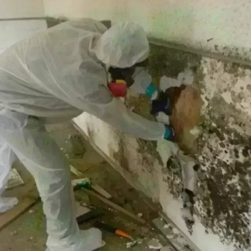 Mold Remediation and Removal in New California, OH